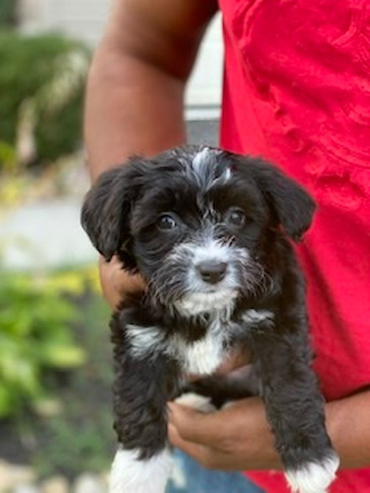 New Castle Aussiechon Pup