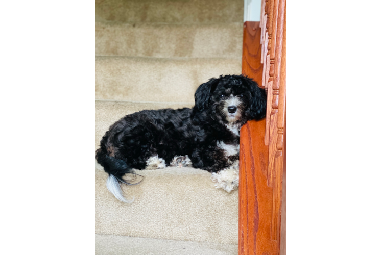 Aussiechon Pup Being Cute