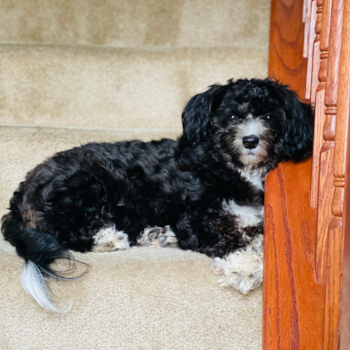 Sweet Aussiechon Pup