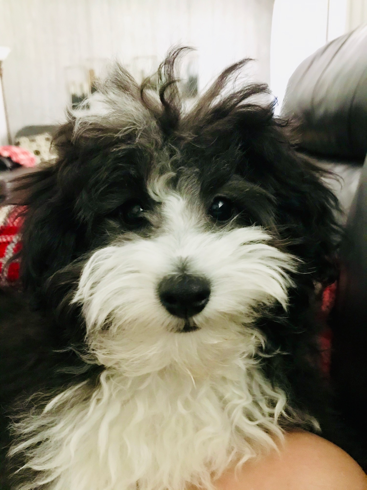Best Mini Aussiedoodle Baby