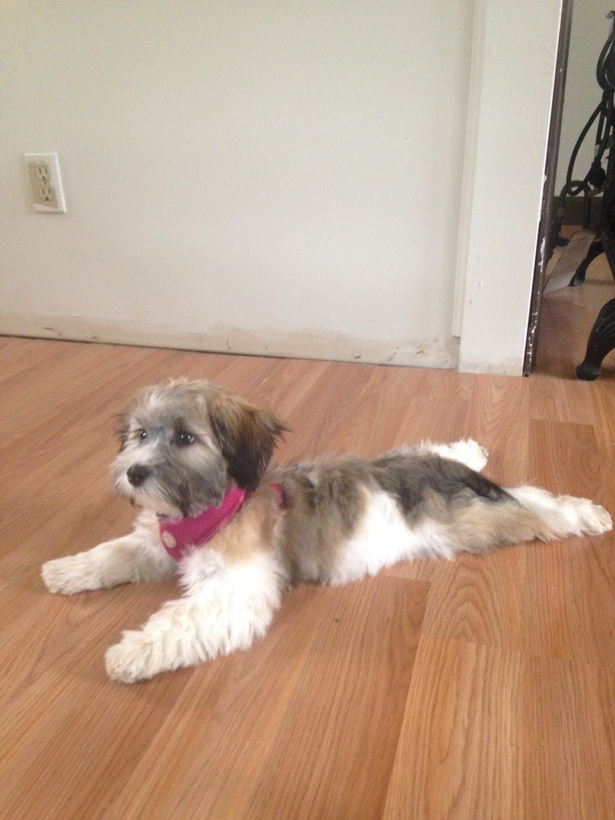 Teddy Bear Pup Being Cute