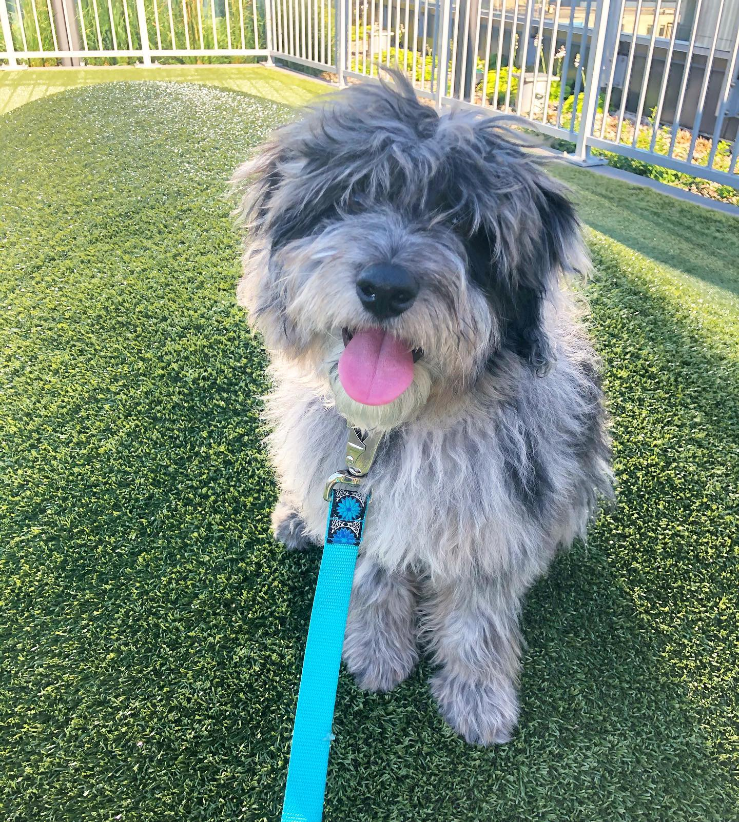 Smart Mini Aussiedoodle Poodle Mix Pup