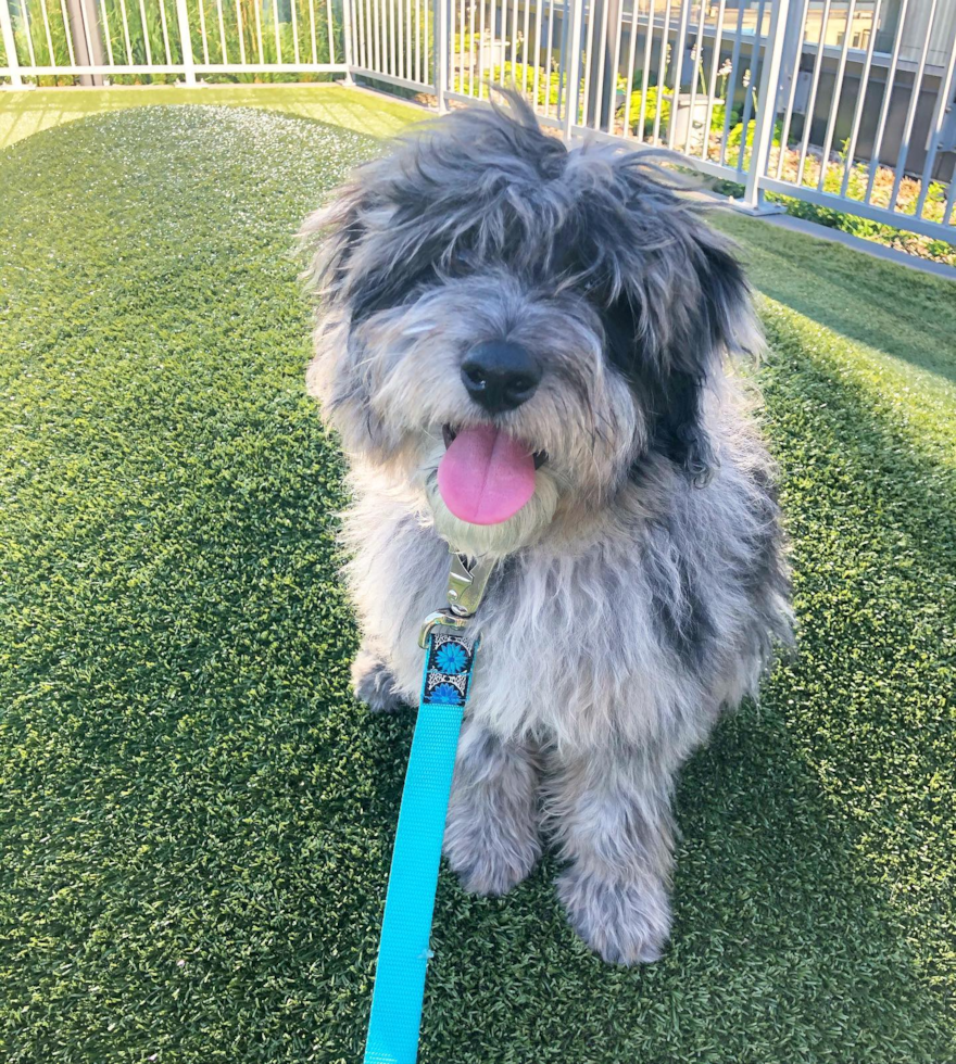 Happy Mini Aussiedoodle Pup in Naperville IL