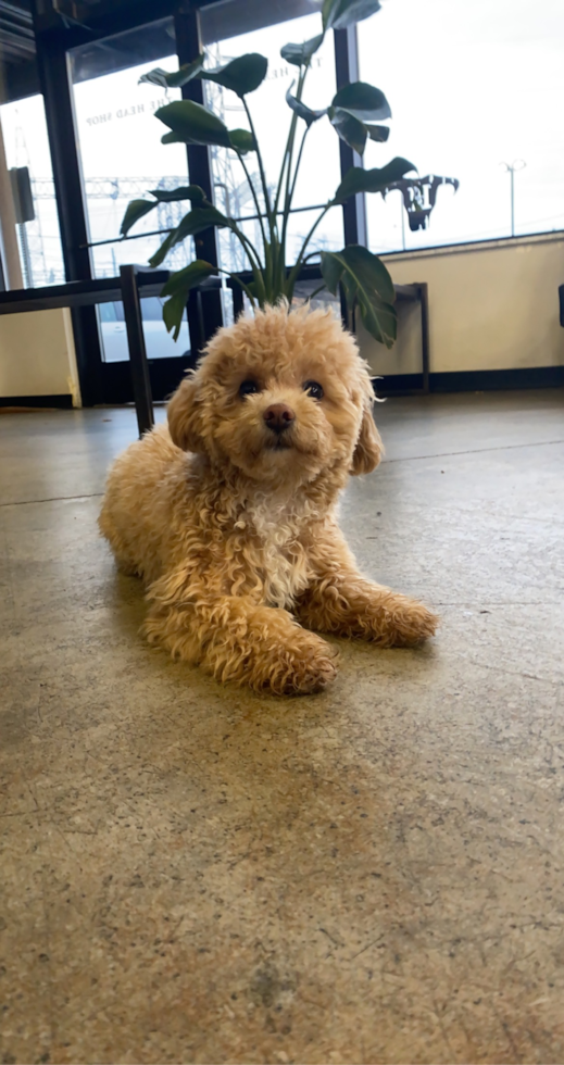 Fluffy Poochon Poodle Mix Pup