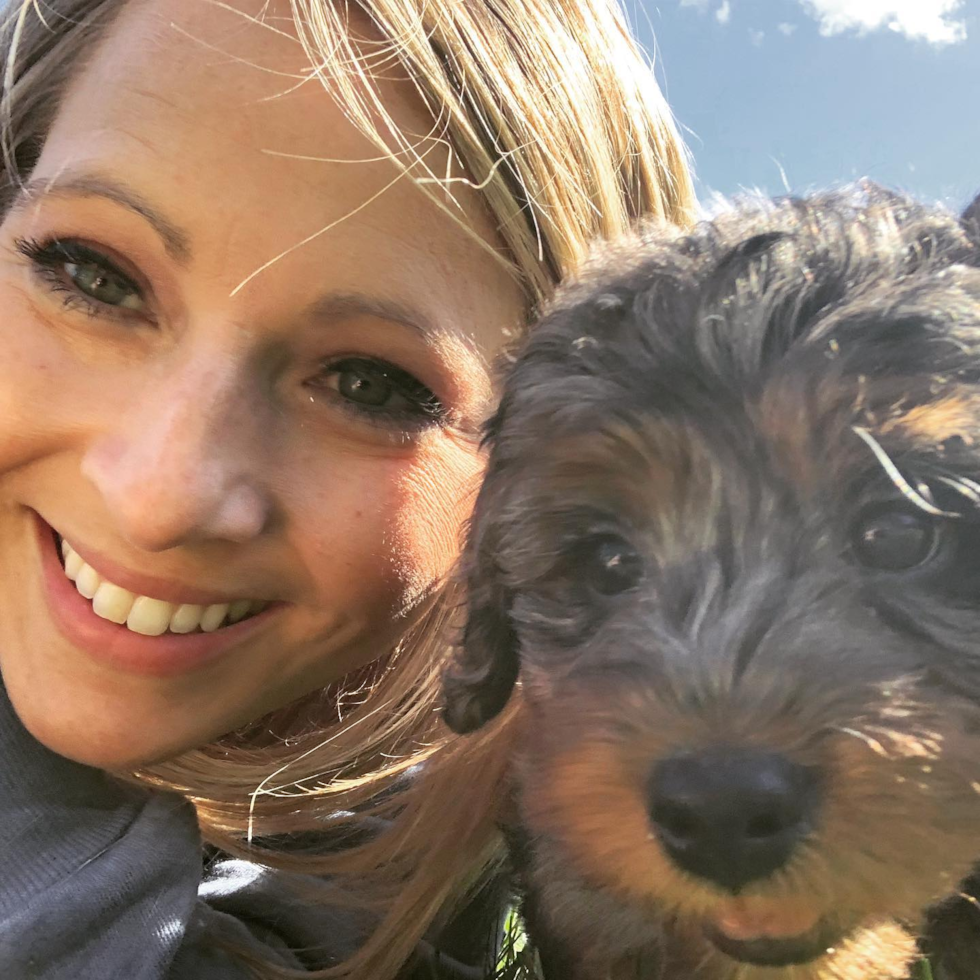 Hypoallergenic Bernadoodle Poodle Mix Pup