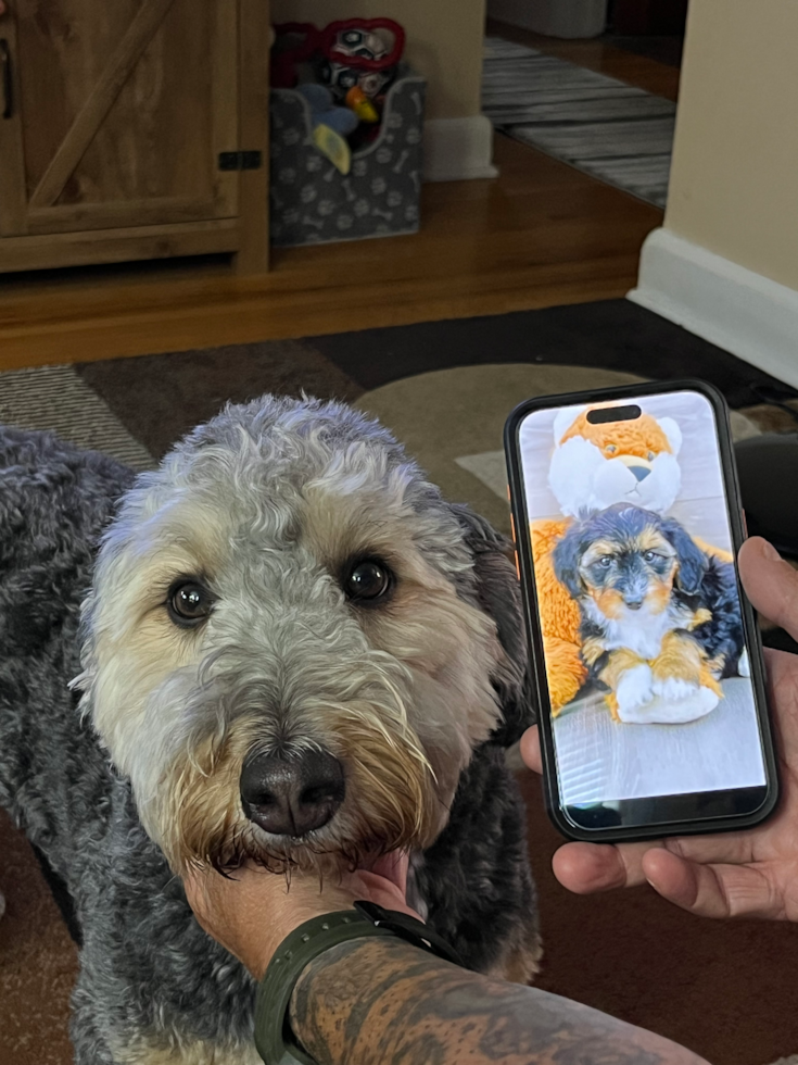 Mini Bernedoodle Pup