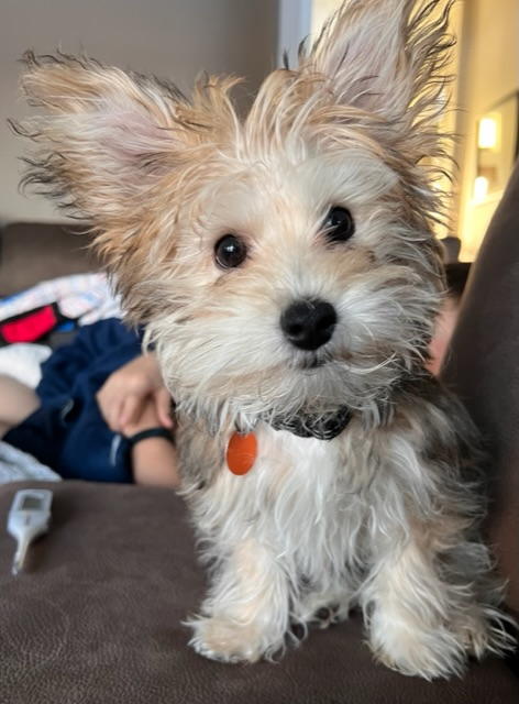 Best Yorkie Chon Baby