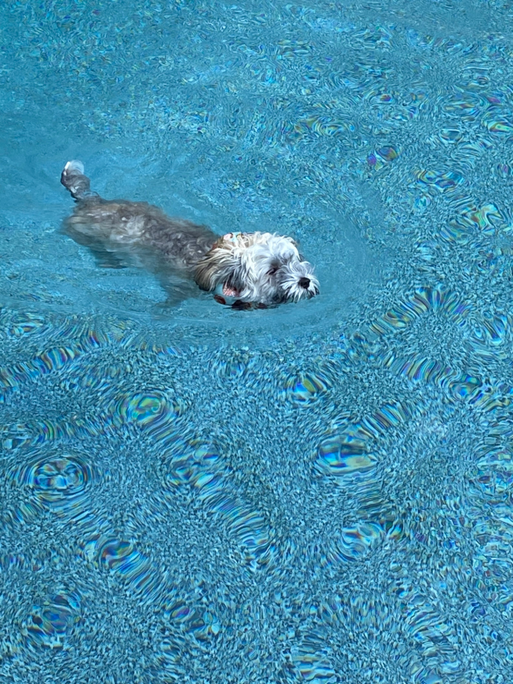 Playful Havadoodle Poodle Mix Pup