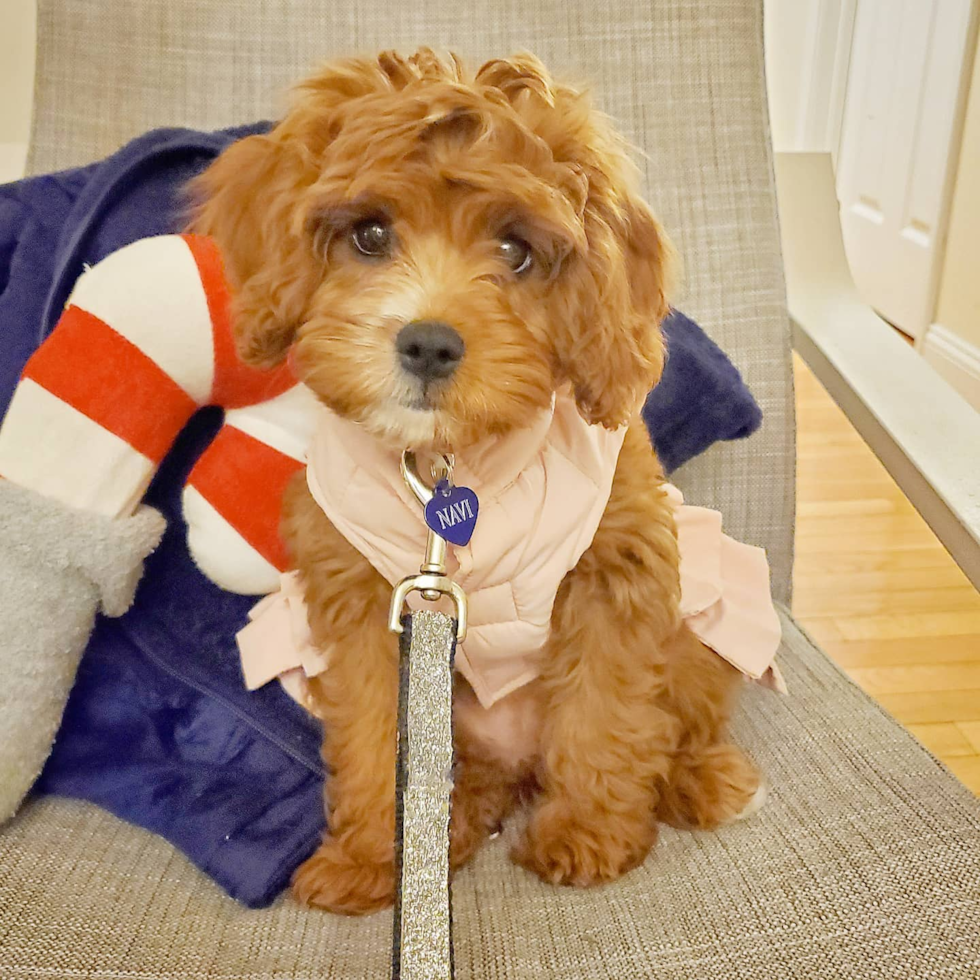 Fluffy Cavapoo Poodle Mix Pup