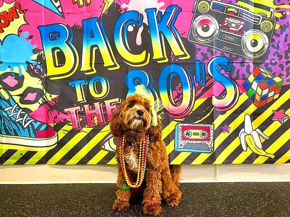 Friendly Cavapoo Pup