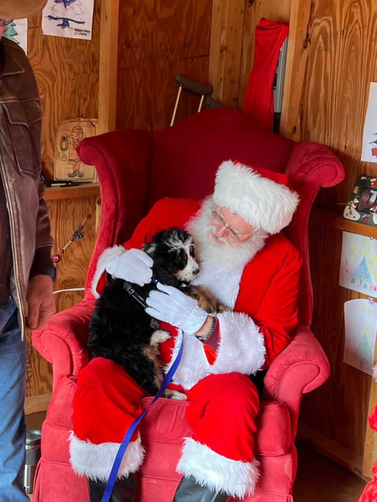Happy Mini Bernedoodle Pup