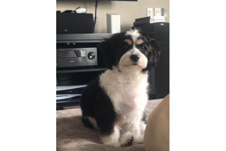 Popular Cavachon Designer Pup