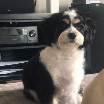 Happy Cavachon Pup in