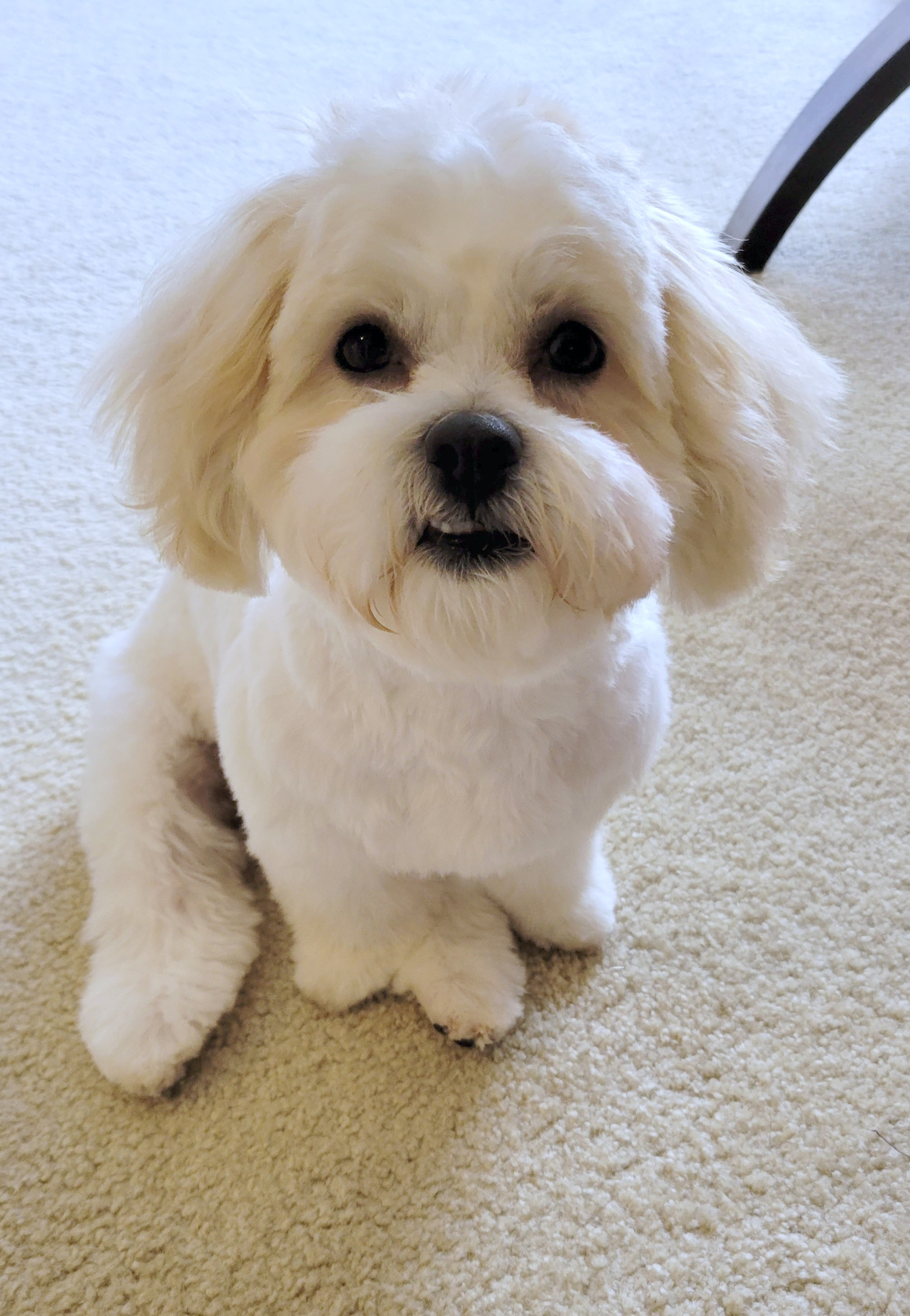 Playful Shichon Designer Puppy