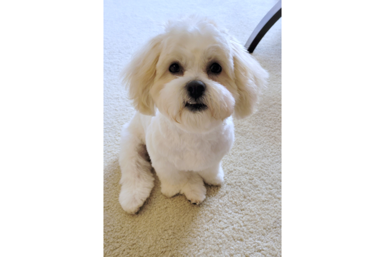 Playful Shichon Designer Puppy