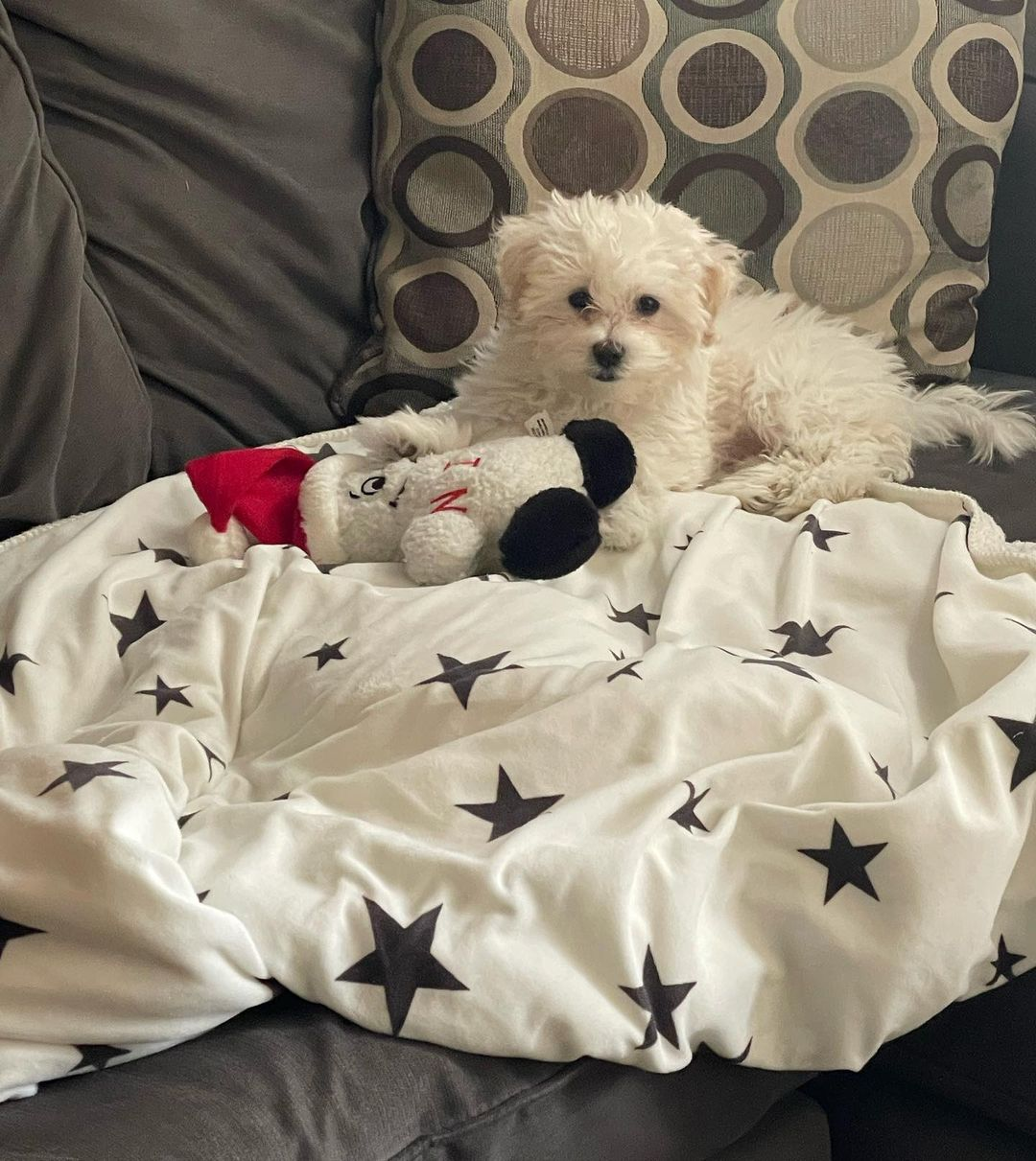 Hypoallergenic Maltese Poodle Poodle Mix Puppy
