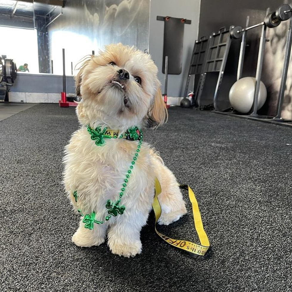 Lake Forest Shih Tzu Pup