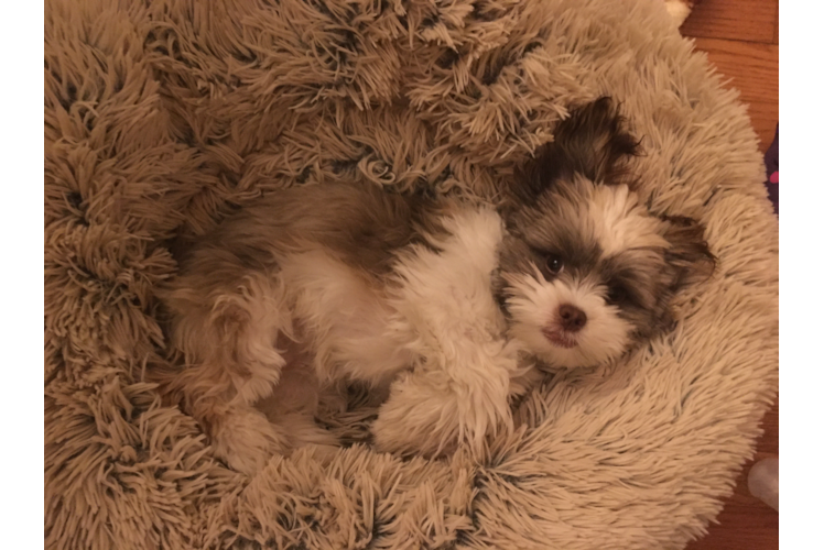 Hypoallergenic Havanese Designer Puppy