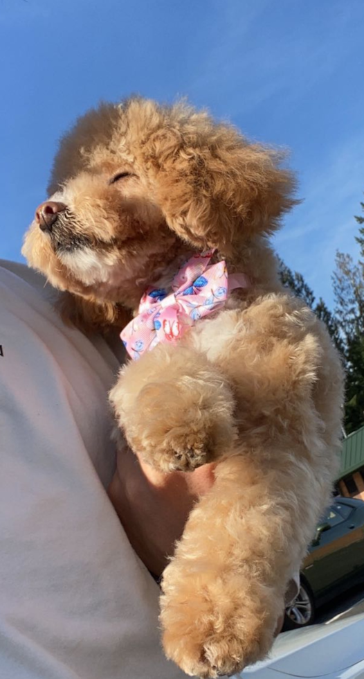 Little Bichpoo Poodle Mix Pup