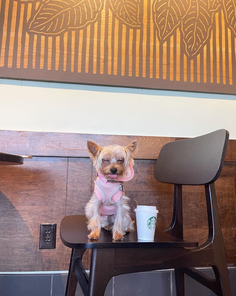 Popular Yorkshire Terrier Pup