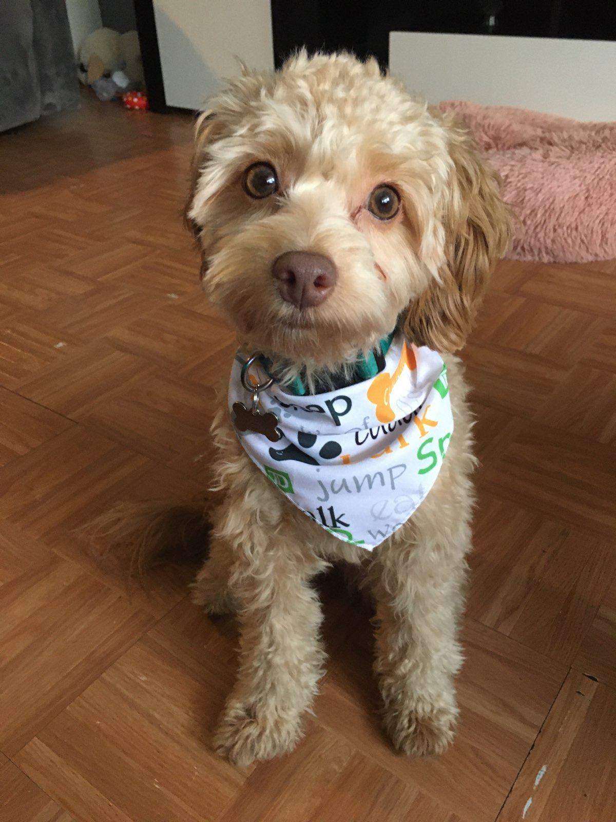 Cavapoo Pup Being Cute