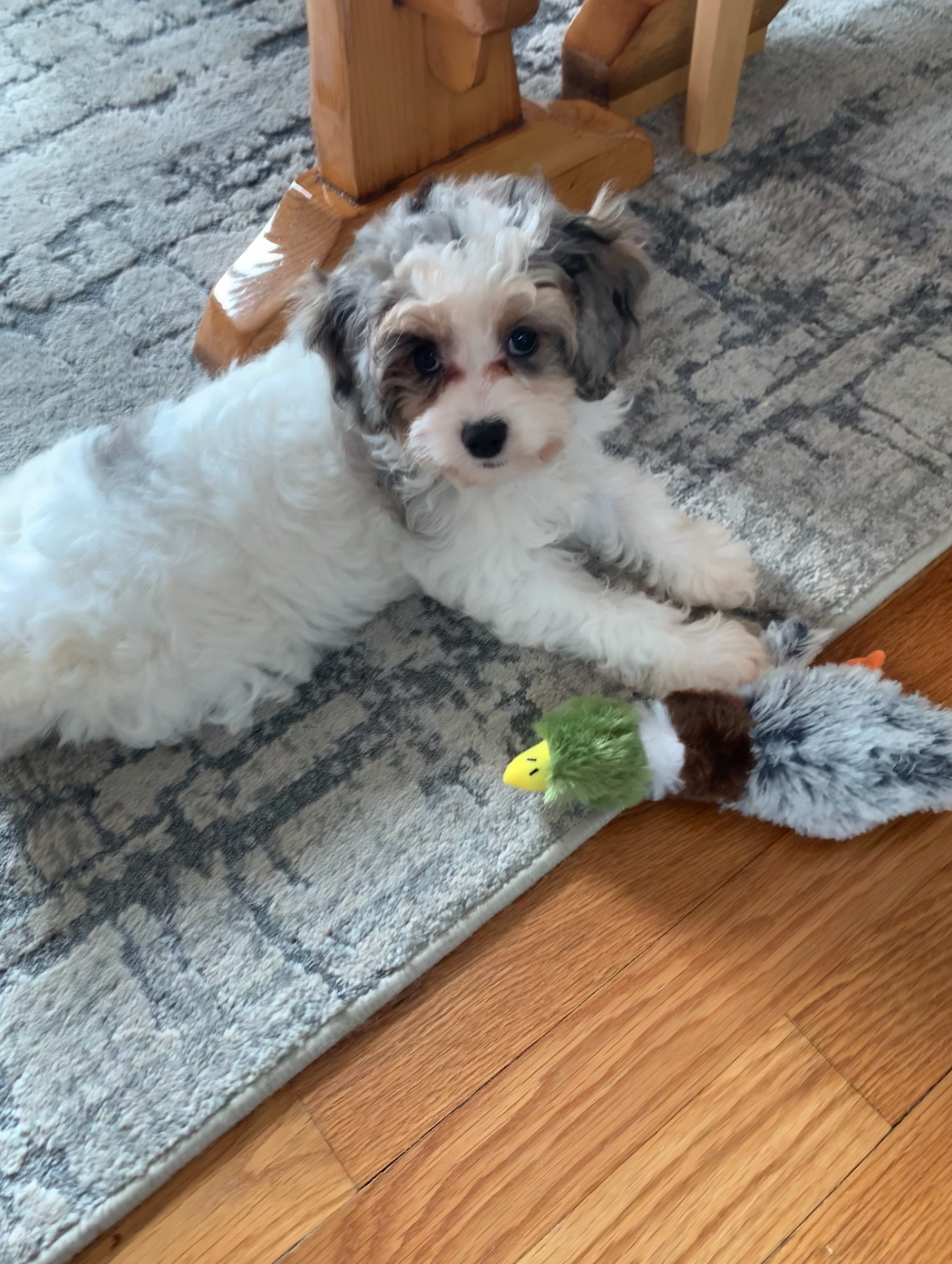 Playful Cavoodle Poodle Mix Puppy