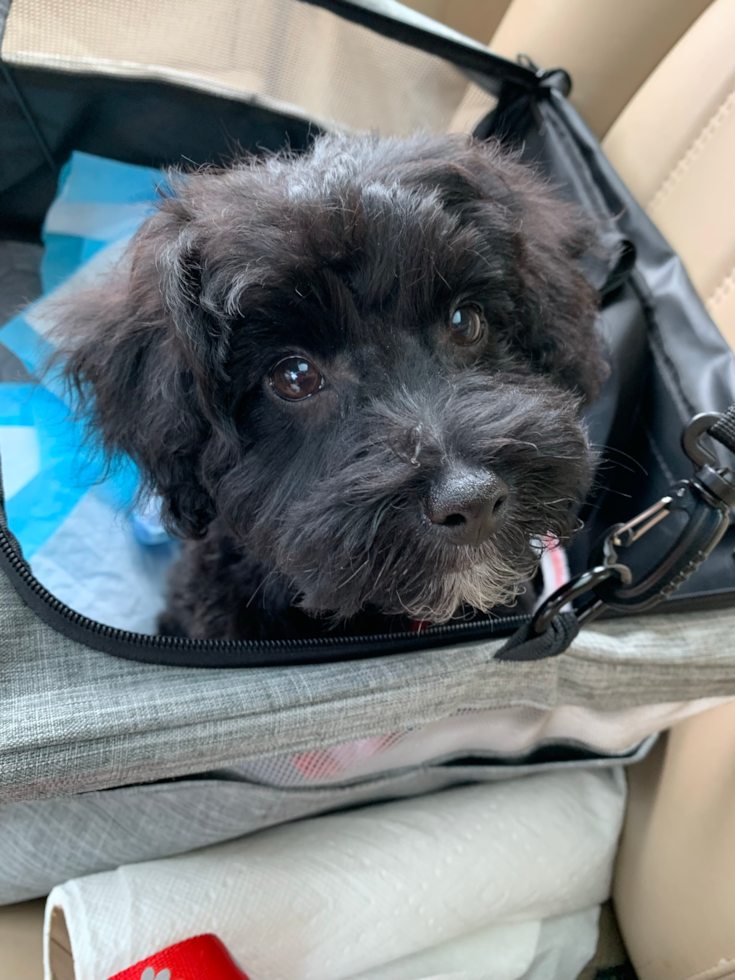 Greencastle Havapoo Pup