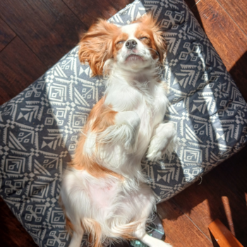 Little Cavalier King Charles Spaniel Purebred Pup