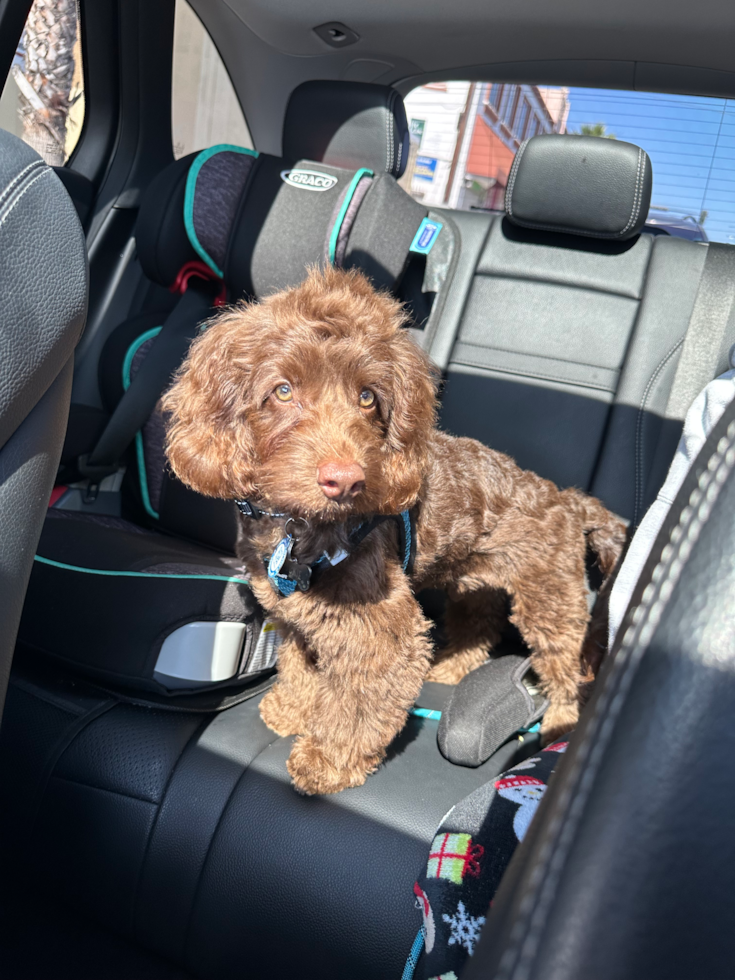 Energetic Cockerpoo Poodle Mix Pup