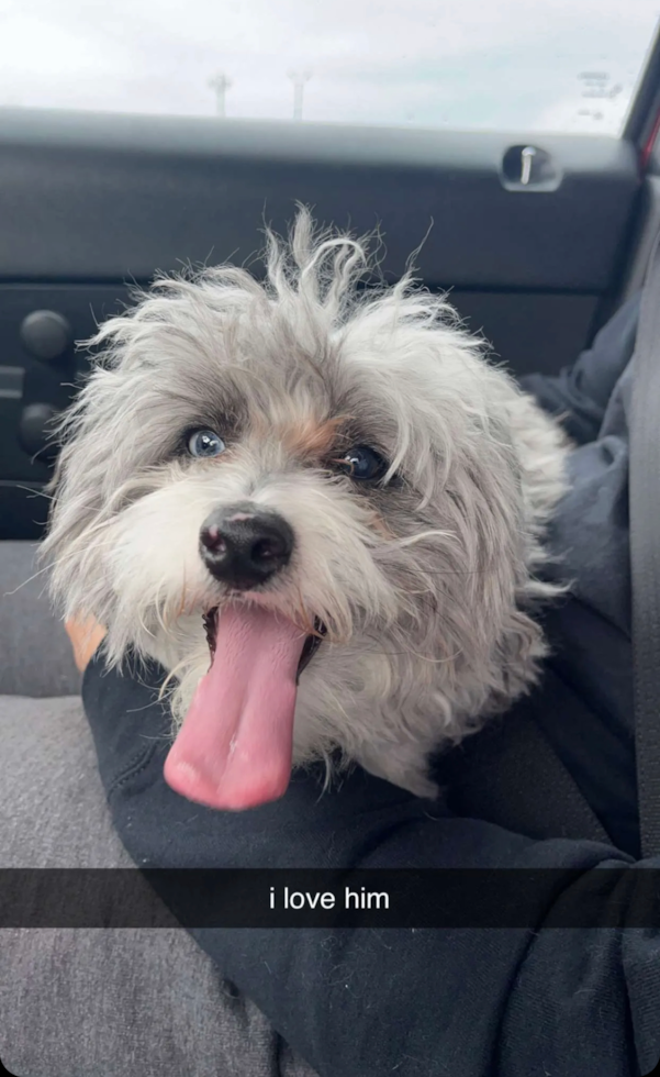 Cute Mini Aussiedoodle Pup