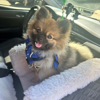 Petite Pomeranian Pup in