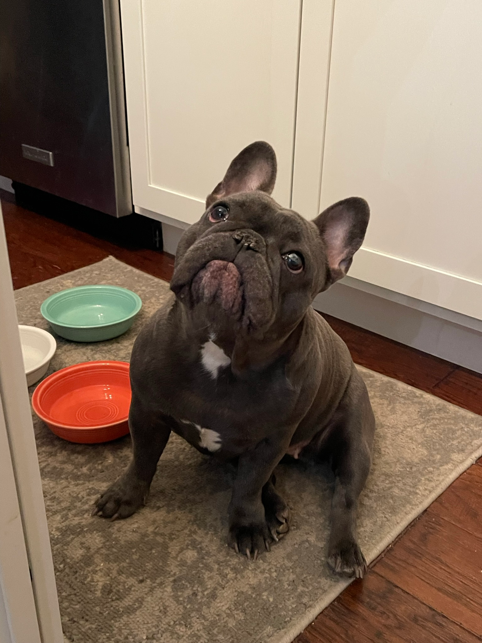 Akc Registered French Bulldog Baby