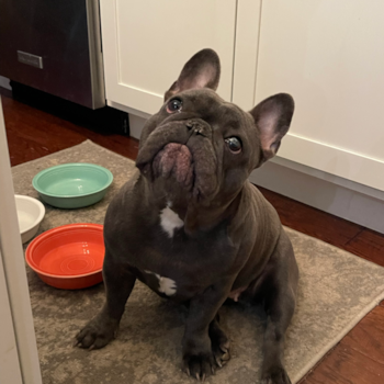 Sweet French Bulldog Pup in Morgantown WV