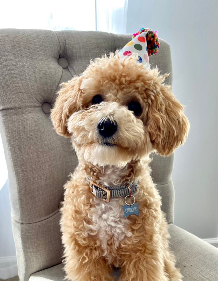 Adorable Bichpoo Poodle Mix Pup