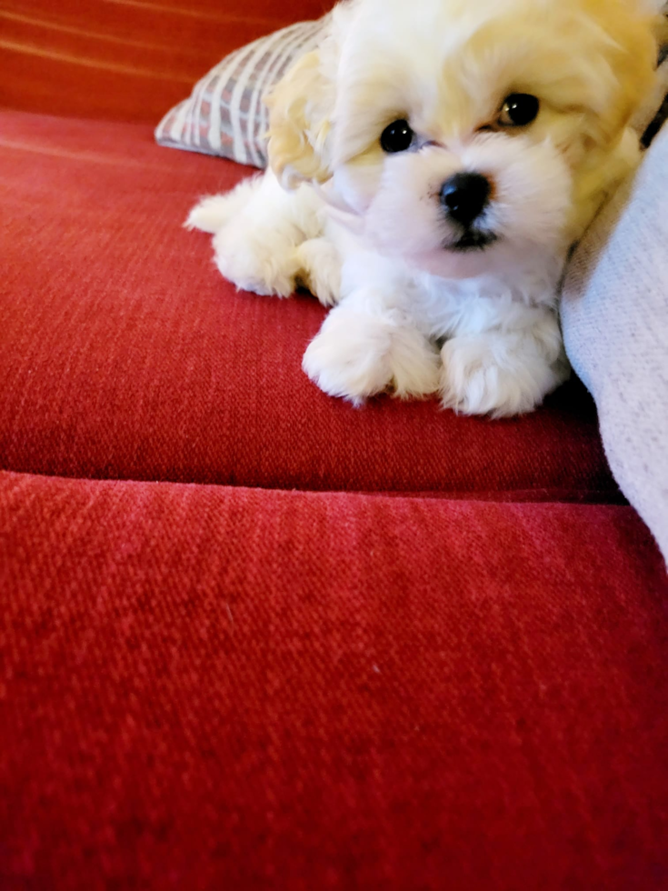 Teddy Bear Being Cute