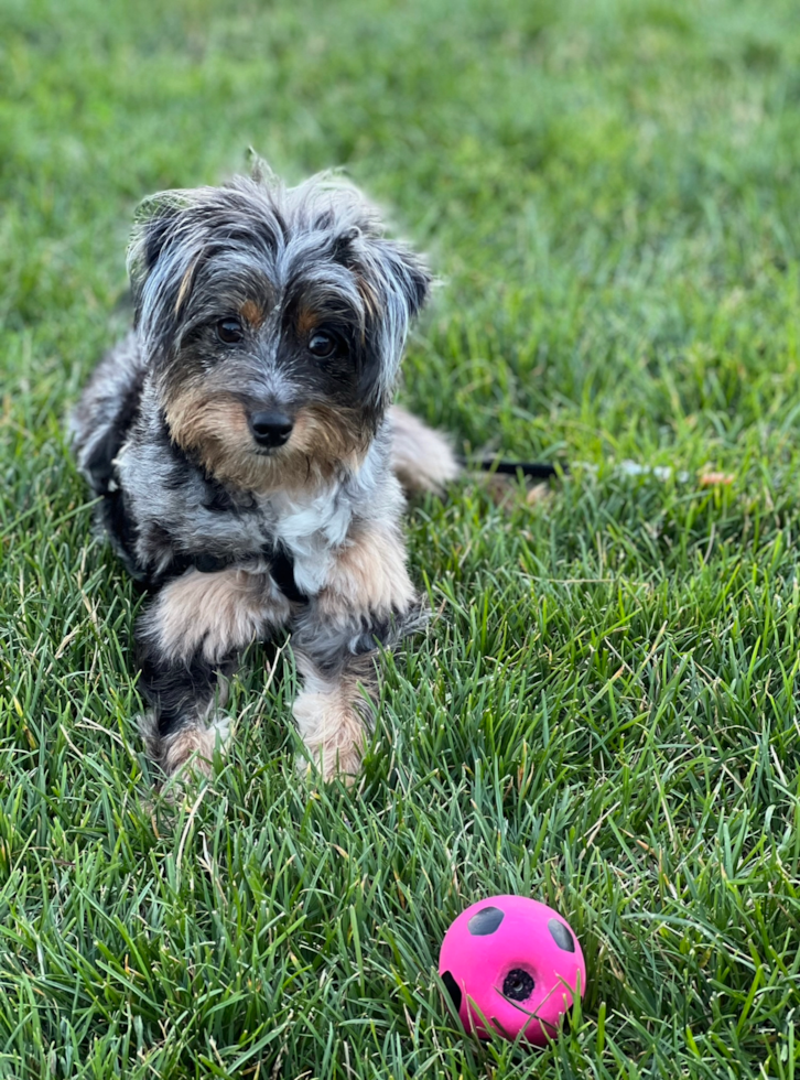 Mini Aussiedoodle Pup