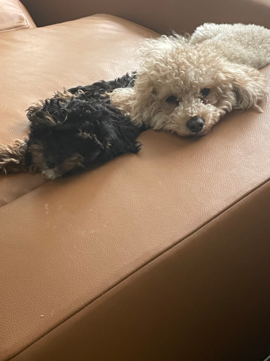 Cavapoo
