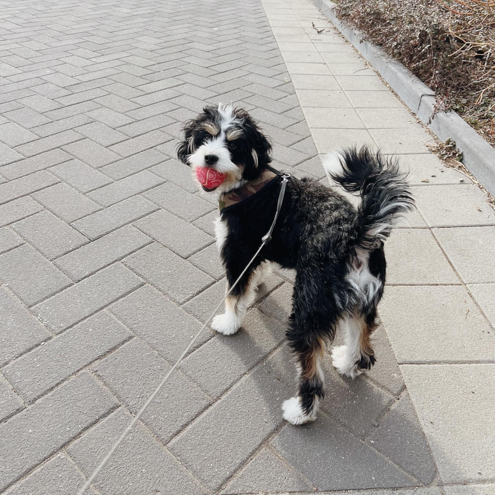 Mini Bernedoodle Being Cute