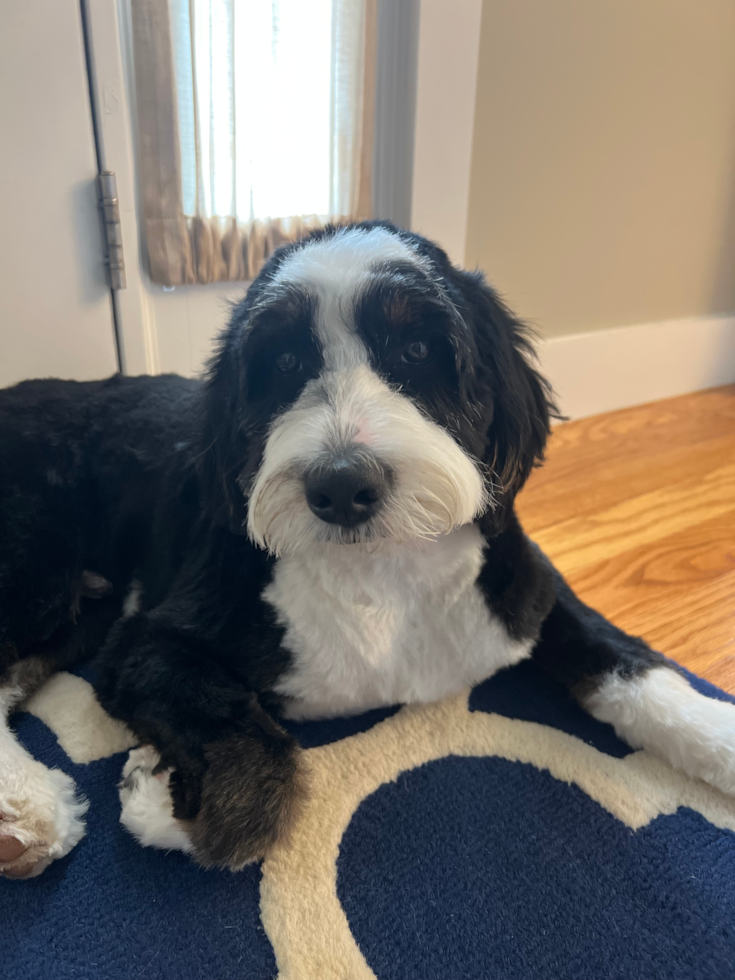 Popular Mini Bernedoodle Poodle Mix Pup