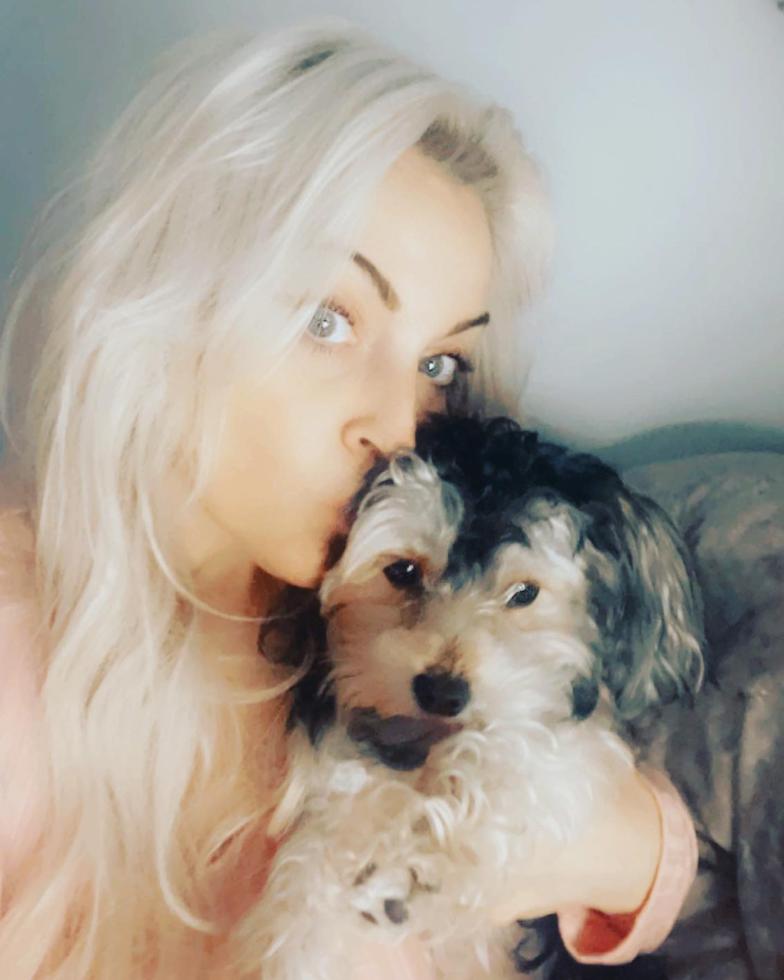 Cute Morkie Pup in Attleboro MA