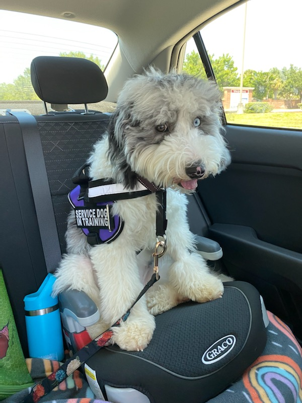 Mini Sheepadoodle Pup Being Cute