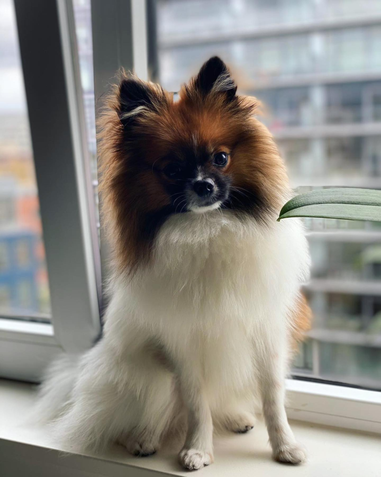 Portland Pomeranian Pup