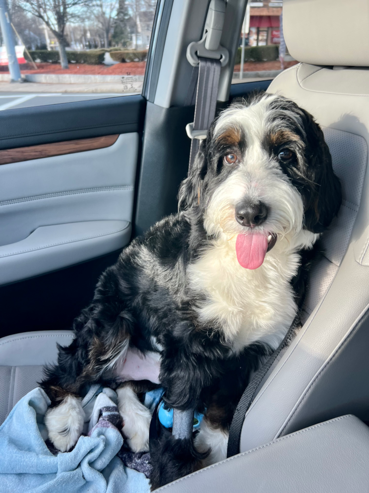 Happy Mini Bernedoodle Pup