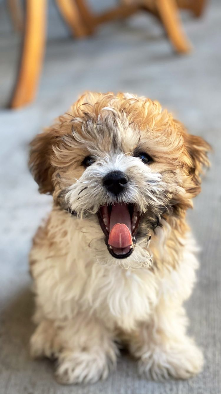 Little Havanese Baby