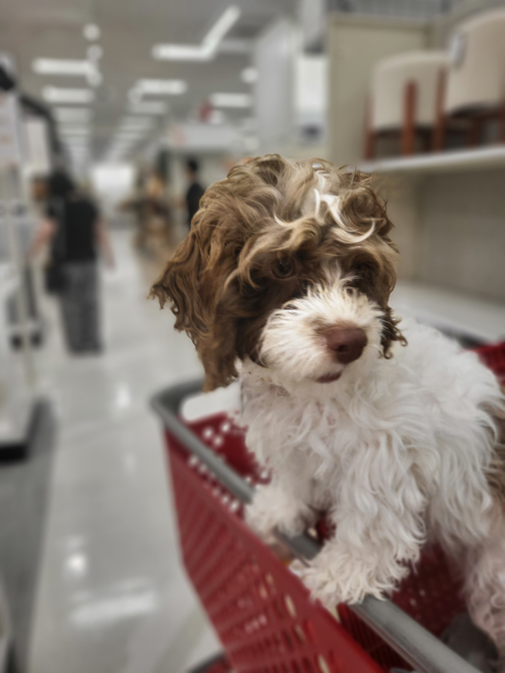 Little Cockerpoo Poodle Mix Pup