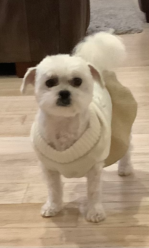 Sweet Teddy Bear Pup