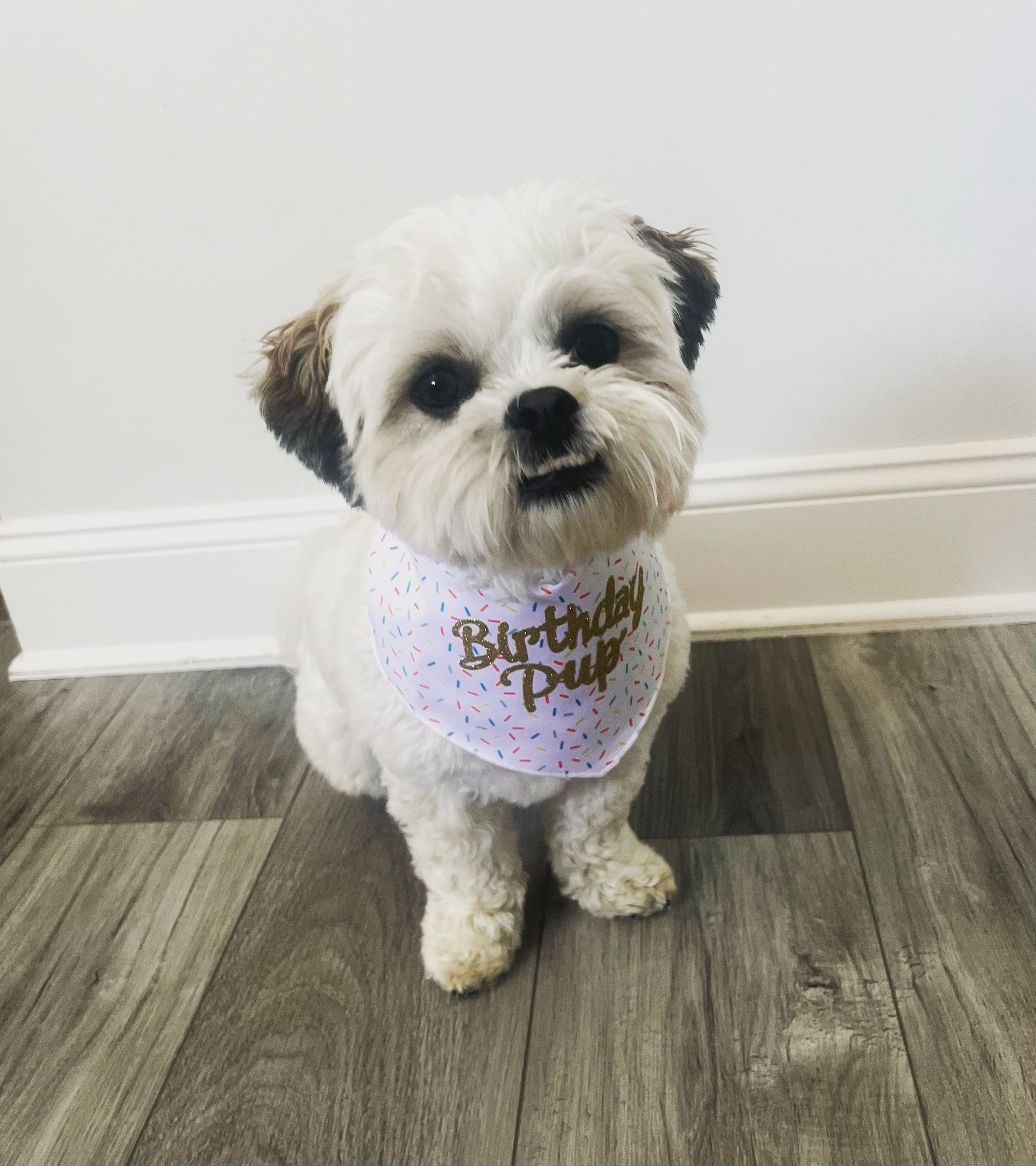 Teddy Bear Puppy for Adoption