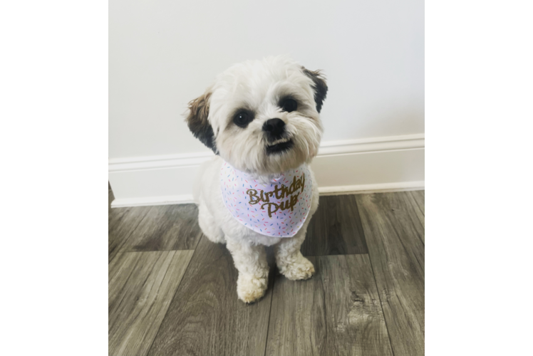 Teddy Bear Puppy for Adoption