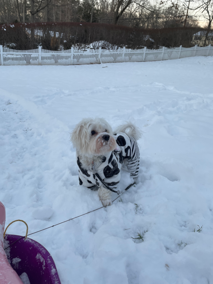 Friendly Maltese Purebred Pup