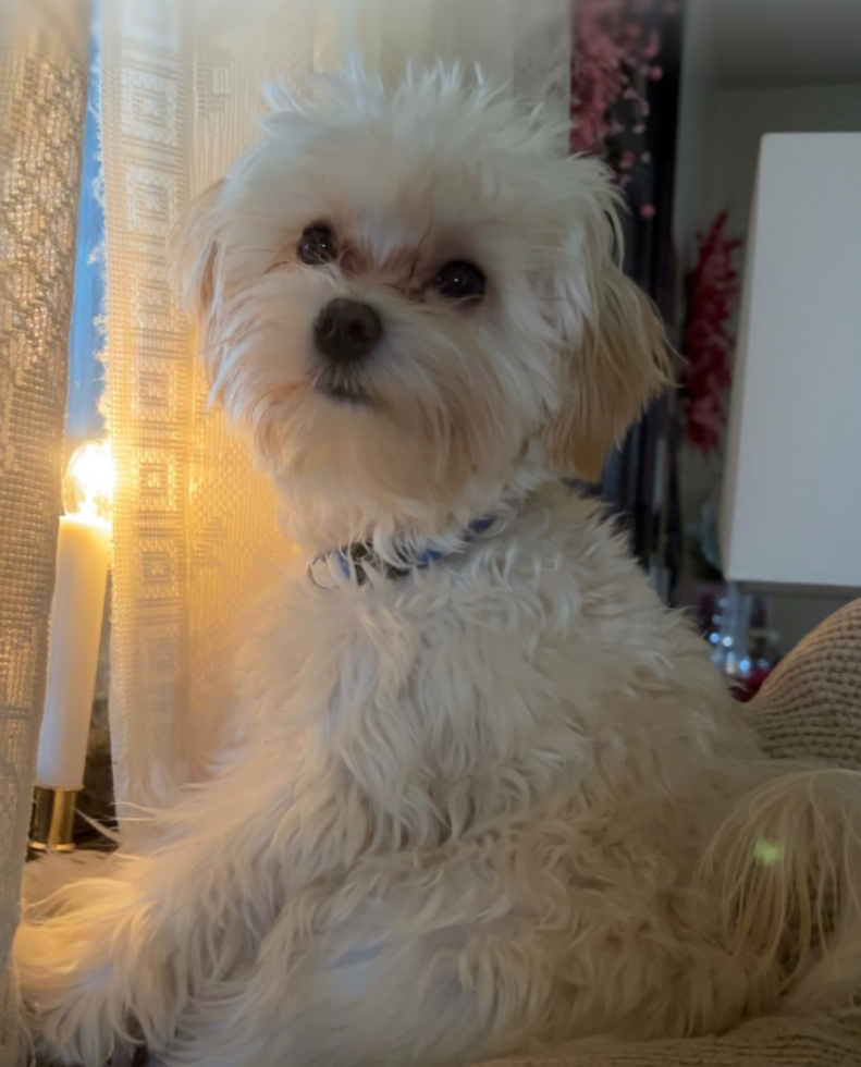 Hypoallergenic Maltese Poodle Poodle Mix Pup